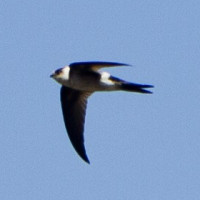 Andean Swift